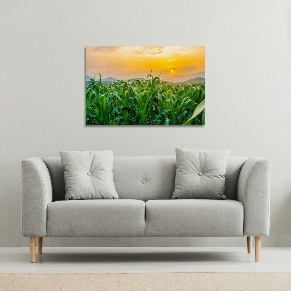 image 1 of green corn field in agricultural garden and light shines sunset (Canvas Print) 114 x 77 x 4cm
