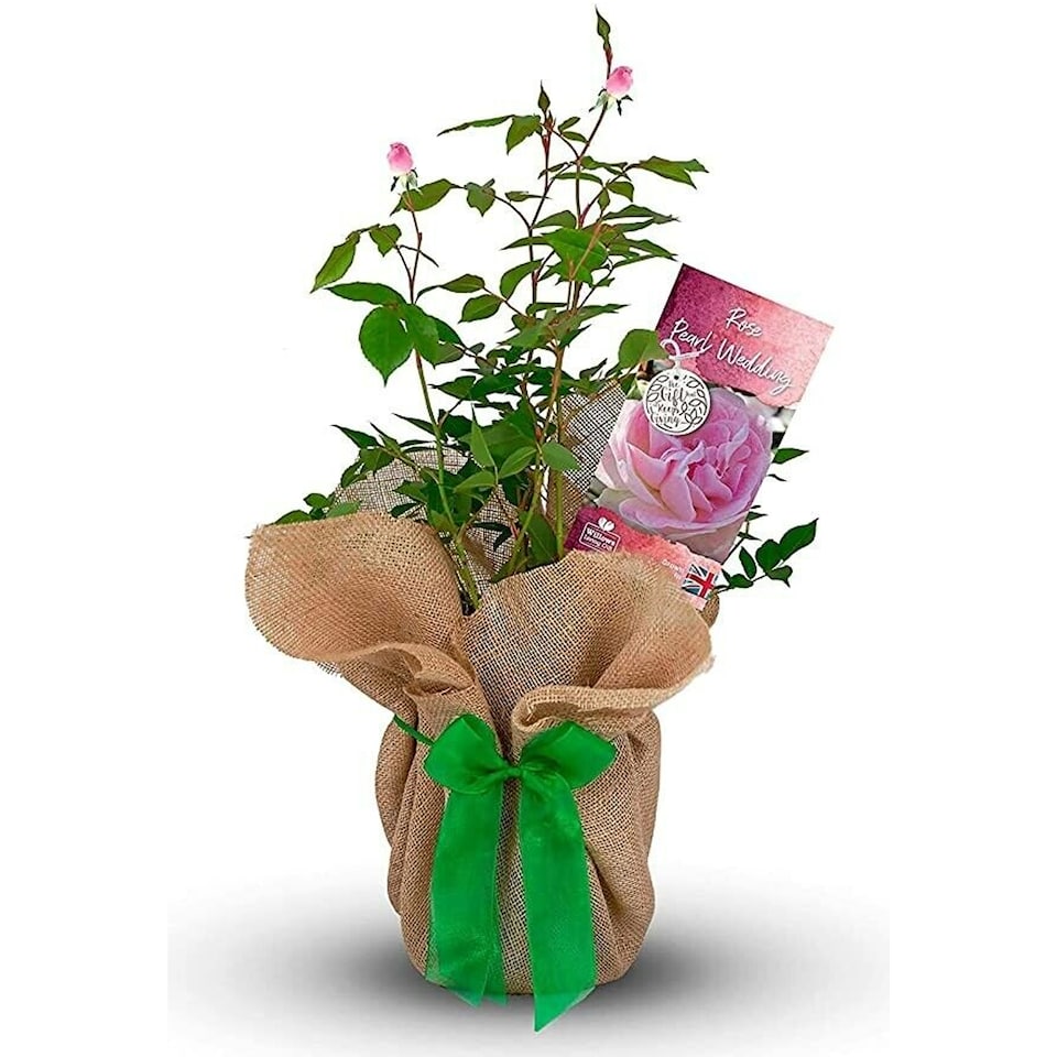 image 1 of Carbeth Plants Pearl Wedding Rose Bush Gift Wrapped - 30th Wedding Anniversary Plant