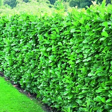 10x Cherry Laurel Evergreen Hedging Plants Large 60-80cm in 3 Litre Pots by Direct Plants