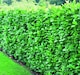 image 1 of 10x Cherry Laurel Evergreen Hedging Plants Large 60-80cm in 3 Litre Pots by Direct Plants