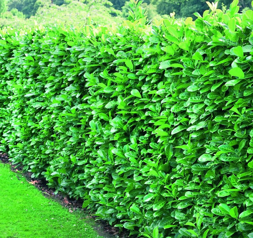 image 1 of 10x Cherry Laurel Evergreen Hedging Plants Large 60-80cm in 3 Litre Pots by Direct Plants