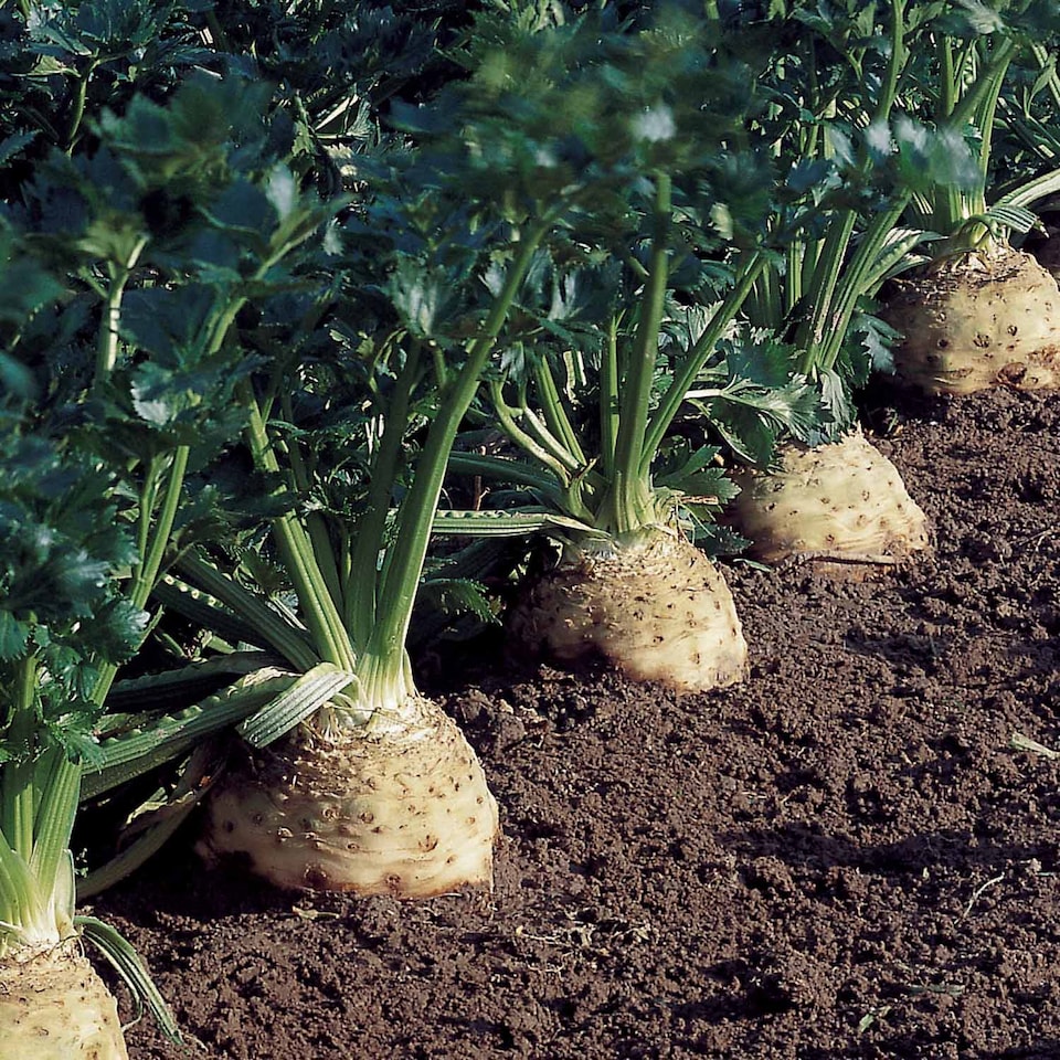 image 1 of Marshalls Garden Celeriac Seeds 'Brilliant' - 50 Seeds