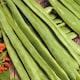 image 2 of Carbeth Plants 3 x Runner Bean Scarlet Emperor Vegetable Plant - 6 pack - Easy Grow Kitchen Garden