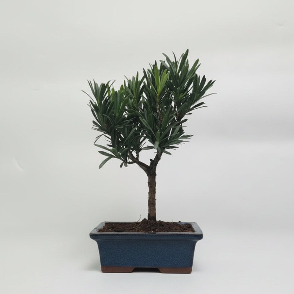 Yorkshire Bonsai Buddhist Pine (Podocarpus Micro) Bonsai Tree Broom In 15cm Pot