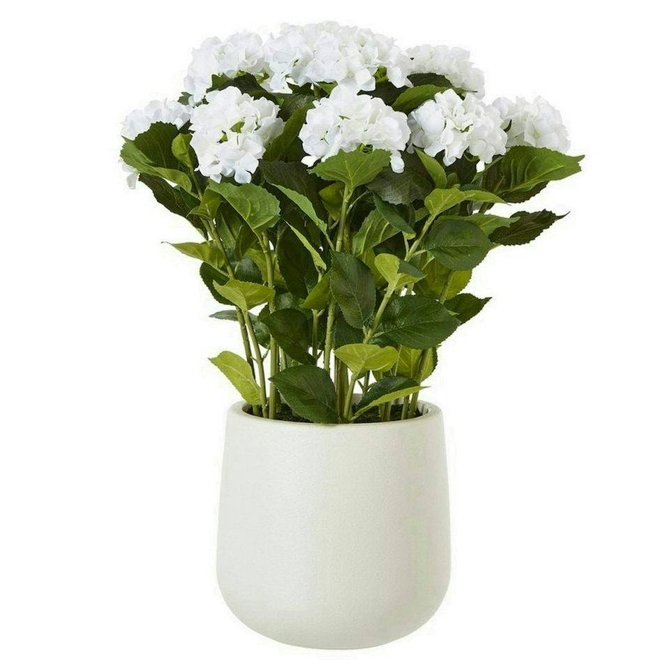 image 1 of Large Hydrangea Plant in Pot - Plastic - L63 x W63 x H79 cm - White