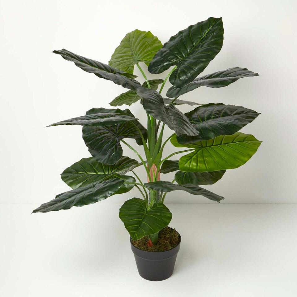 image 1 of Homescapes Taro Plant in Pot, 90 cm Tall