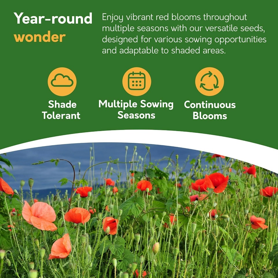 image 1 of Poppy Flower Seeds - Papaver Rhoeas, Field Poppy - 10g