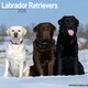 image 1 of Labrador Retrievers (Chocolate, Black, Yellow, Fox Red) 2026 Calendar | Square Wall Calendar | Dog Breed Gift | Plastic Free Packaging | by Avonside Publishing