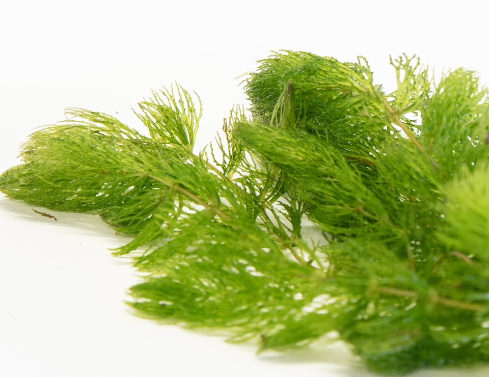 image 1 of Hornwort (Ceratophyllum demersum) - Live Aquarium Plant for Background Planting, Low Light, No CO2 Needed - Fish Tank Plant
