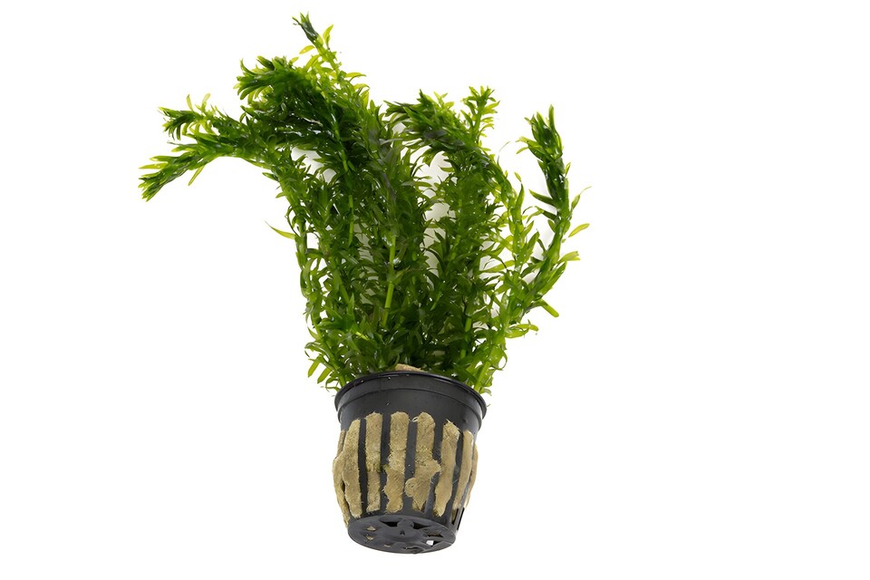 image 1 of Brazilian Waterweed (Egeria densa) - Live Aquarium Plant for Background Planting, No CO2 Needed - Fish Tank Plant
