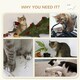 image 5 of PawHut 4 Piece Cat Wall Furniture Hammock Ladder Steps Plush Sisal Grey