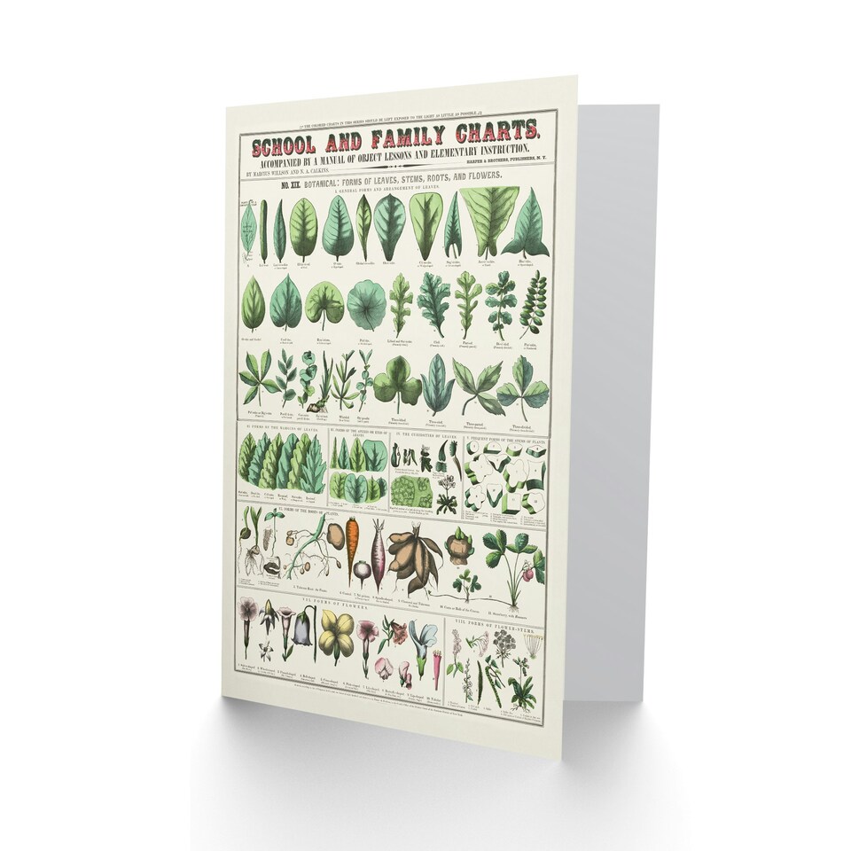 image 1 of Willson and Calkins Art Card Chart No XIX Vintage Botanical