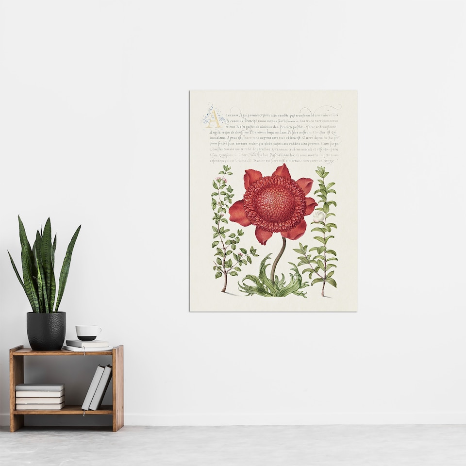 image 1 of Poppy Anemone and Myrtle Calligraphy Huge Wall Art Poster Print 24X32"