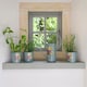 image 5 of RHS Asteraceae Herb Pots