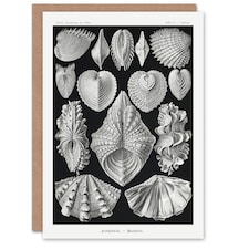 Ernst Haeckel Art Card Acephala Mollusks Clams Oysters
