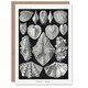 image 1 of Ernst Haeckel Art Card Acephala Mollusks Clams Oysters