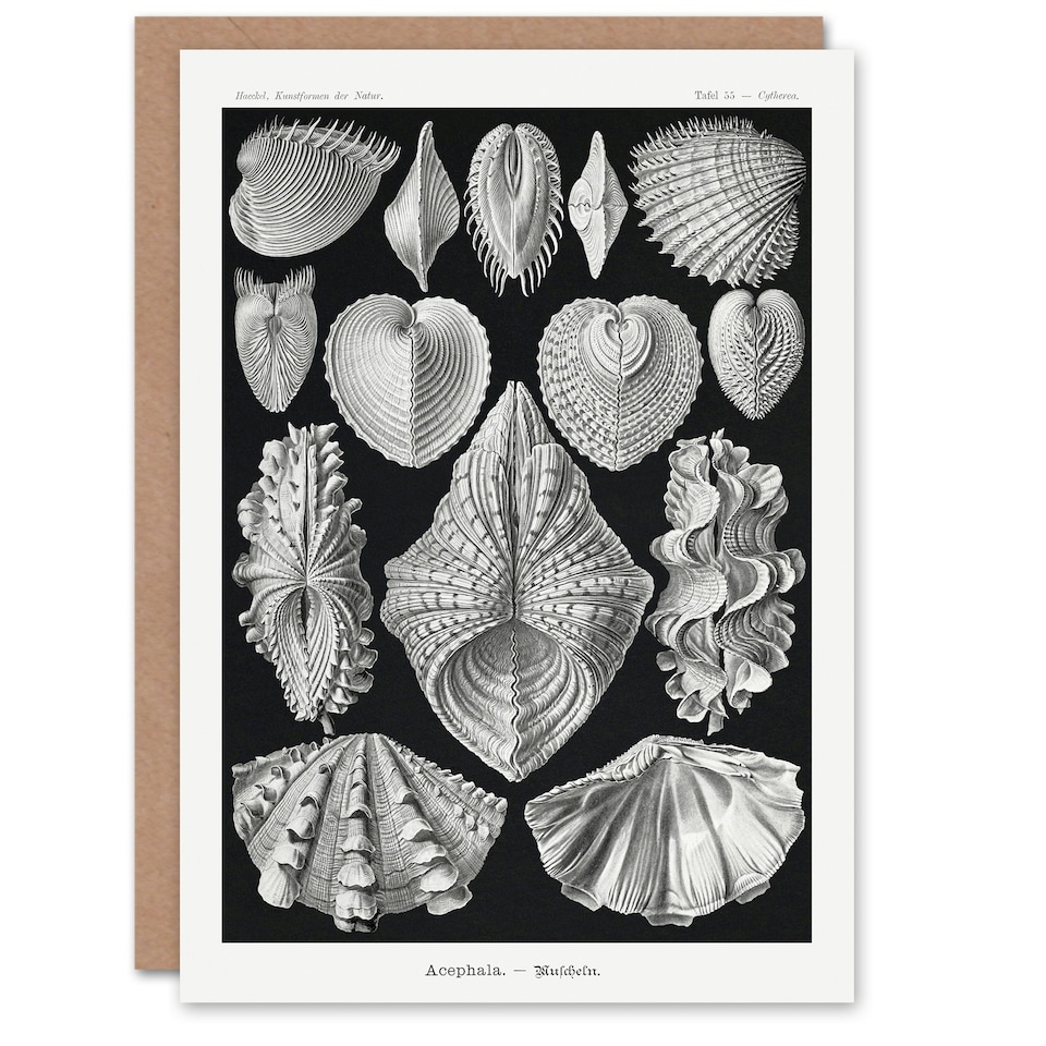 image 1 of Ernst Haeckel Art Card Acephala Mollusks Clams Oysters