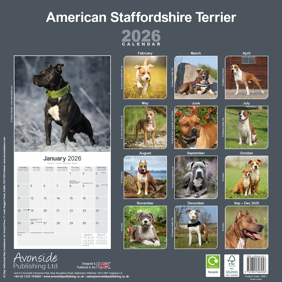 image 1 of American Staffordshire Terrier 2026 Calendar | Square Wall Calendar | Dog Breed Gift | Plastic Free Packaging | by Avonside Publishing