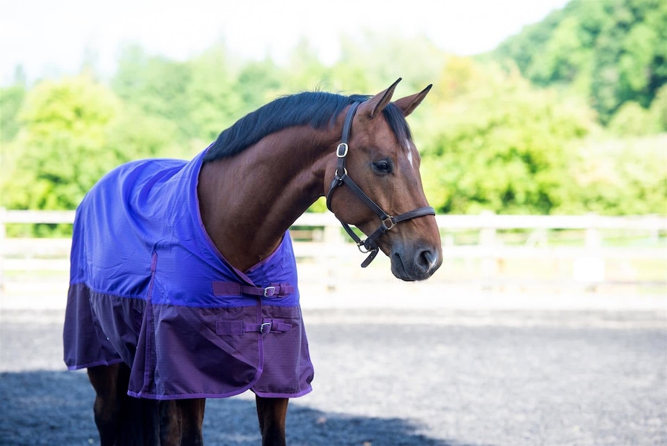 image 1 of eQuitack 600D Waterproof Horse Turnout Rug 100g Fill Standard Neck Purple/Plum 6'6''