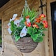 image 2 of Pair of 30cm 10 Inch Flame Red & White Pansy Flower with Rattan Wicker Hanging Baskets for Indoor Outdoor Garden Use | Red | Flame Red & White | 1