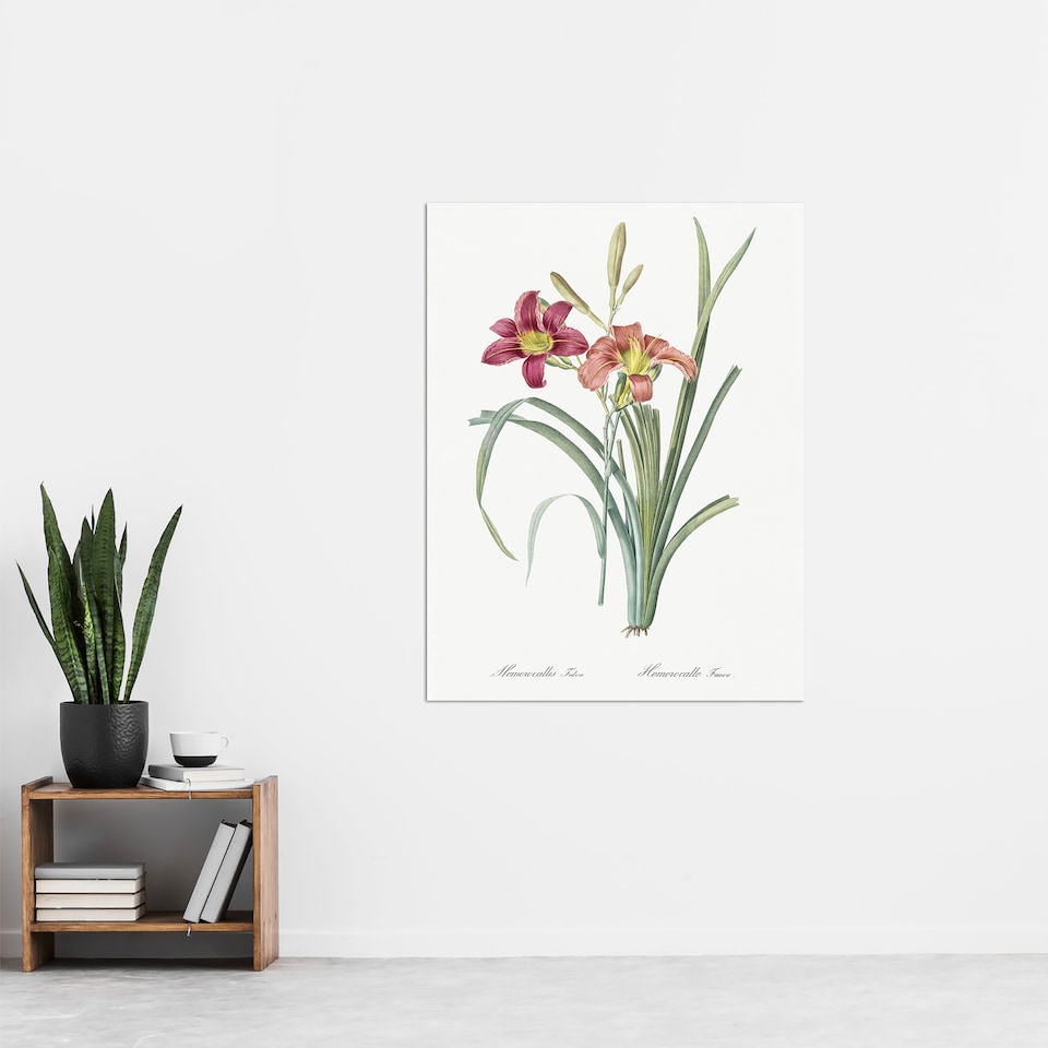 image 1 of Orange Daylily Floral Redoute Vintage Huge Wall Art Poster Print 24X32"