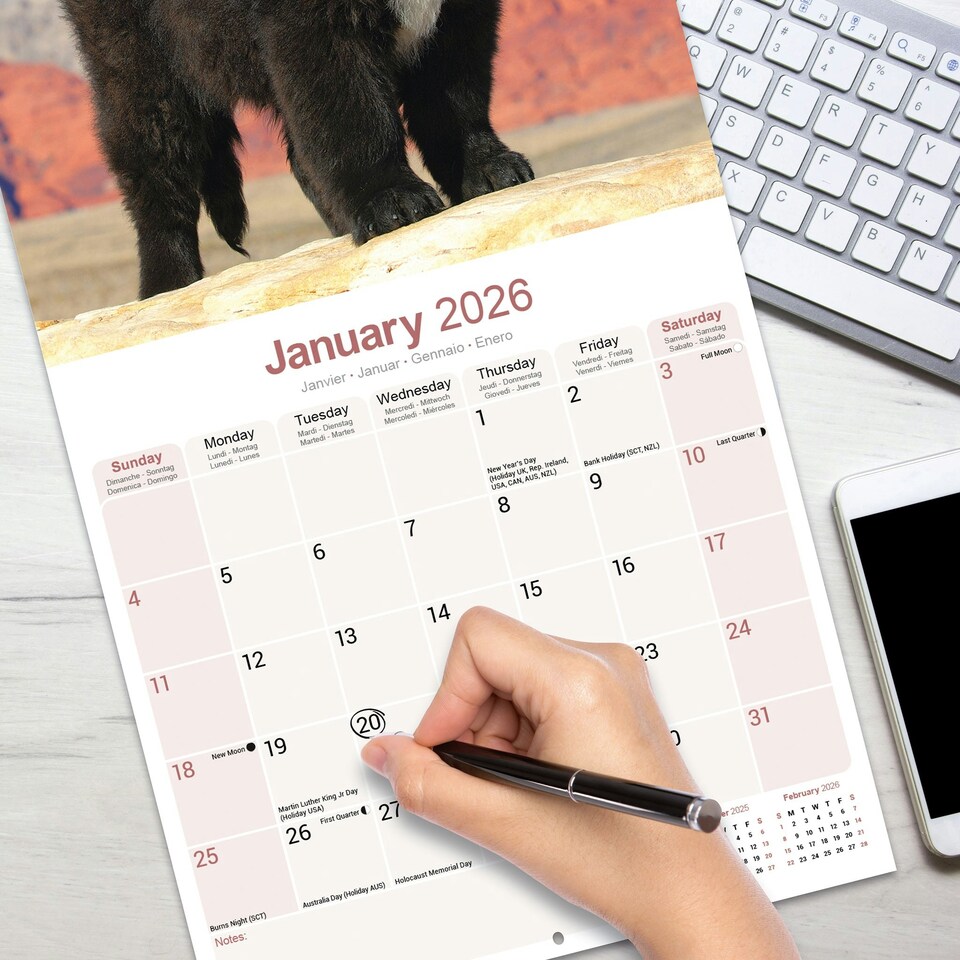 image 1 of Newfoundland 2026 Calendar | Square Wall Calendar | Dog Breed Gift | Plastic Free Packaging | by Avonside Publishing