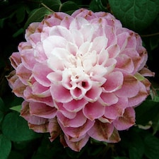 Clematis Dancing Smile 2 Litre Potted Plant x 1