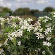 image 4 of Marshalls Garden Choisya 'White Dazzler' - 3 x 9cm potted shrubs