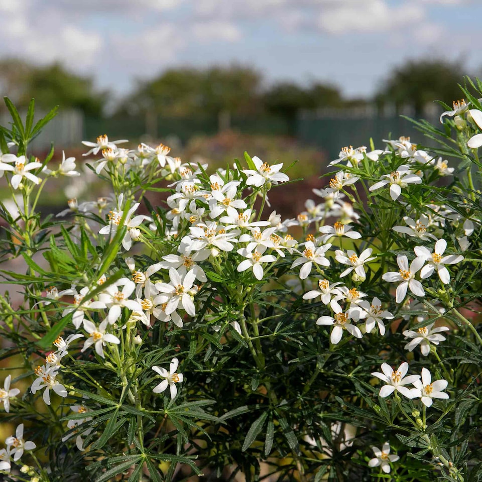image 1 of Marshalls Garden Choisya 'White Dazzler' - 3 x 9cm potted shrubs