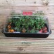 image 9 of 6 x 38cm Unheated Seed Starter Tray Grostart Midi Propagator Indoor Seedling Planter