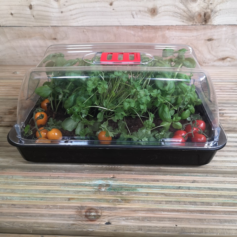 image 1 of 6 x 38cm Unheated Seed Starter Tray Grostart Midi Propagator Indoor Seedling Planter