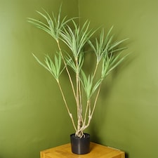 Dragon Tree Dracaena Plant 125cm Natural Look Artificial Botanik | Green | 4ft
