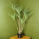 image 1 of Dragon Tree Dracaena Plant 125cm Natural Look Artificial Botanik | Green | 4ft