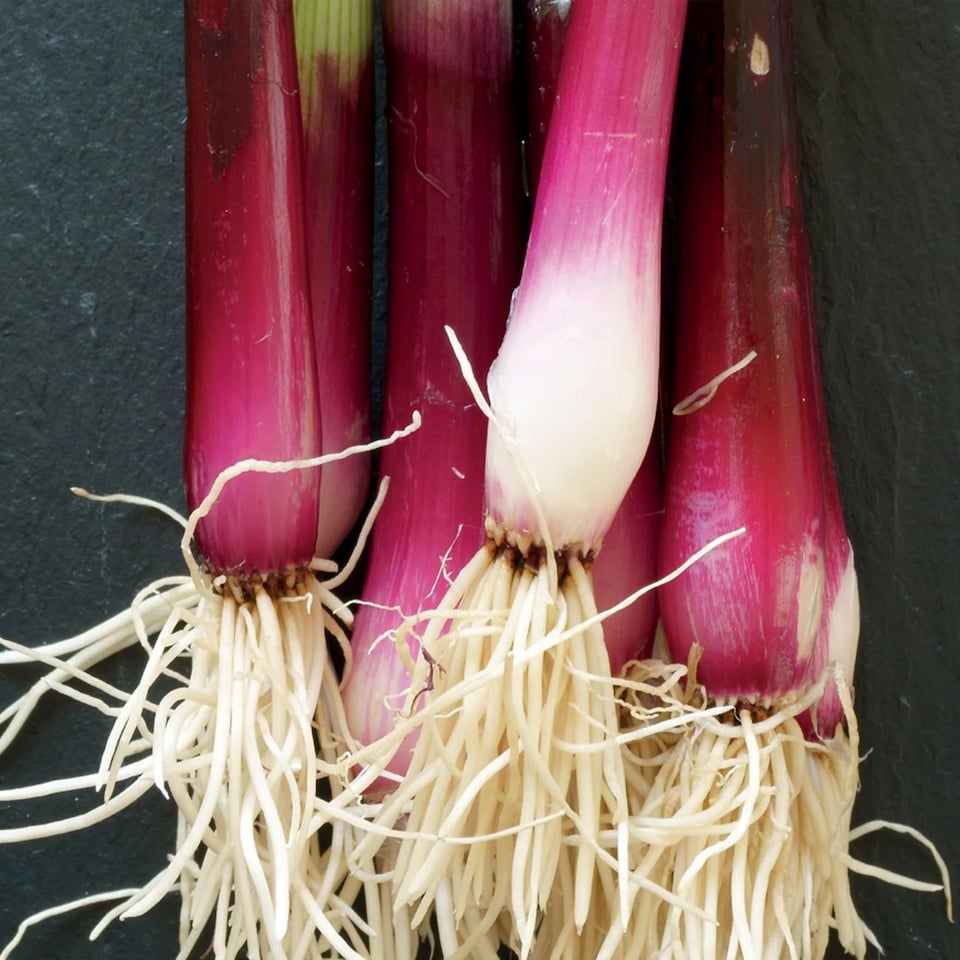 image 1 of Onion (Spring) Apache | Multi | Purple | 300 Seeds | 1