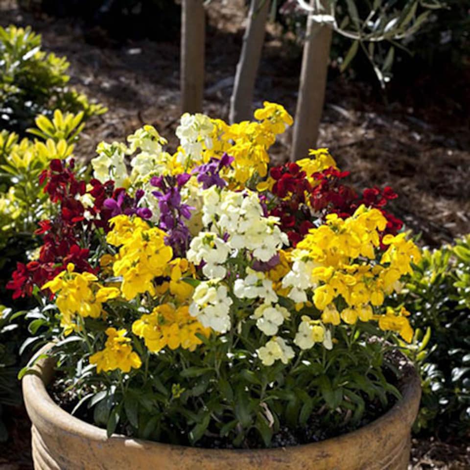 image 1 of Wallflower 'Sugar Rush' Garden Ready Plants x30