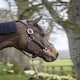 image 3 of LeMieux Stitched Leather Headcollar Brown | Full