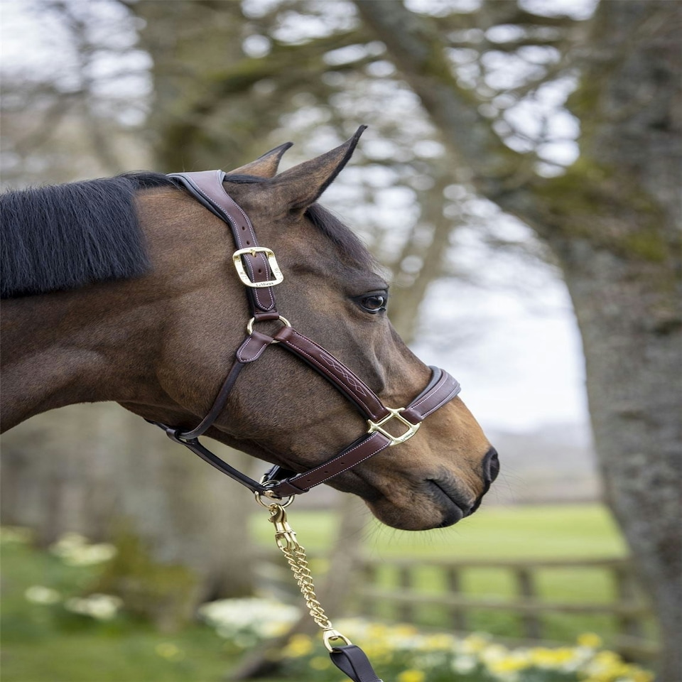 image 1 of LeMieux Stitched Leather Headcollar Brown | Full