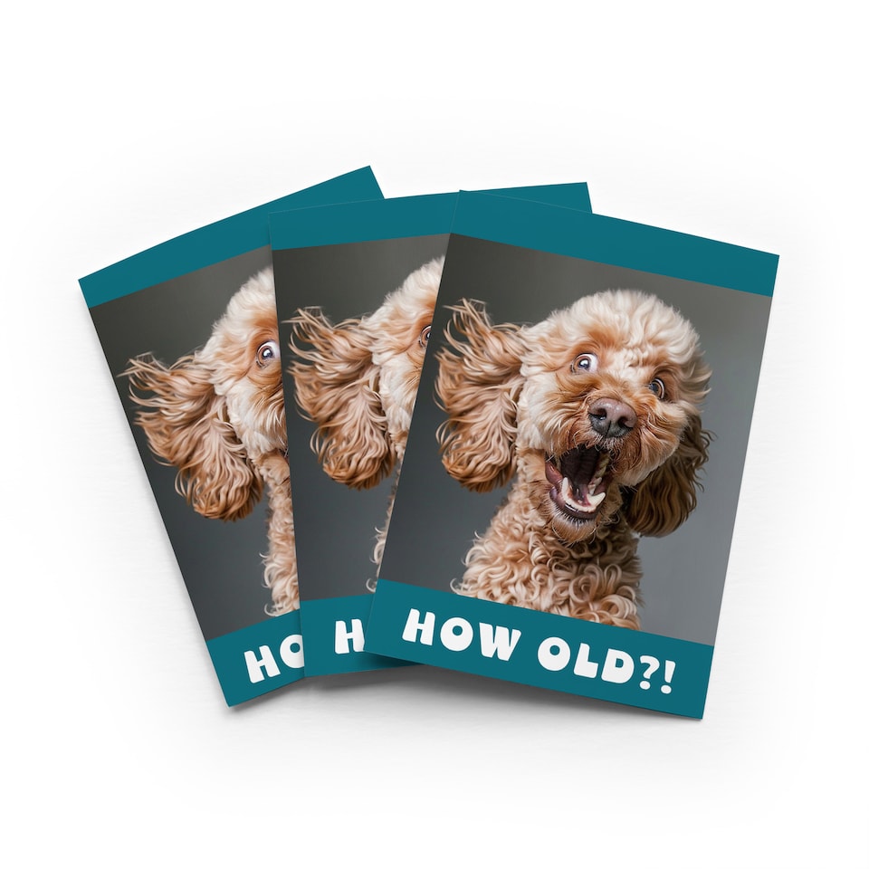 image 1 of Funny Cockapoo Birthday Card How Old Joke Set of 3 Greeting Cards Blank Inside