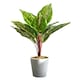 image 1 of 38cm Potted Artificial Calathea Veitchiane