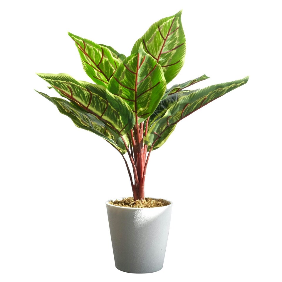 image 1 of 38cm Potted Artificial Calathea Veitchiane