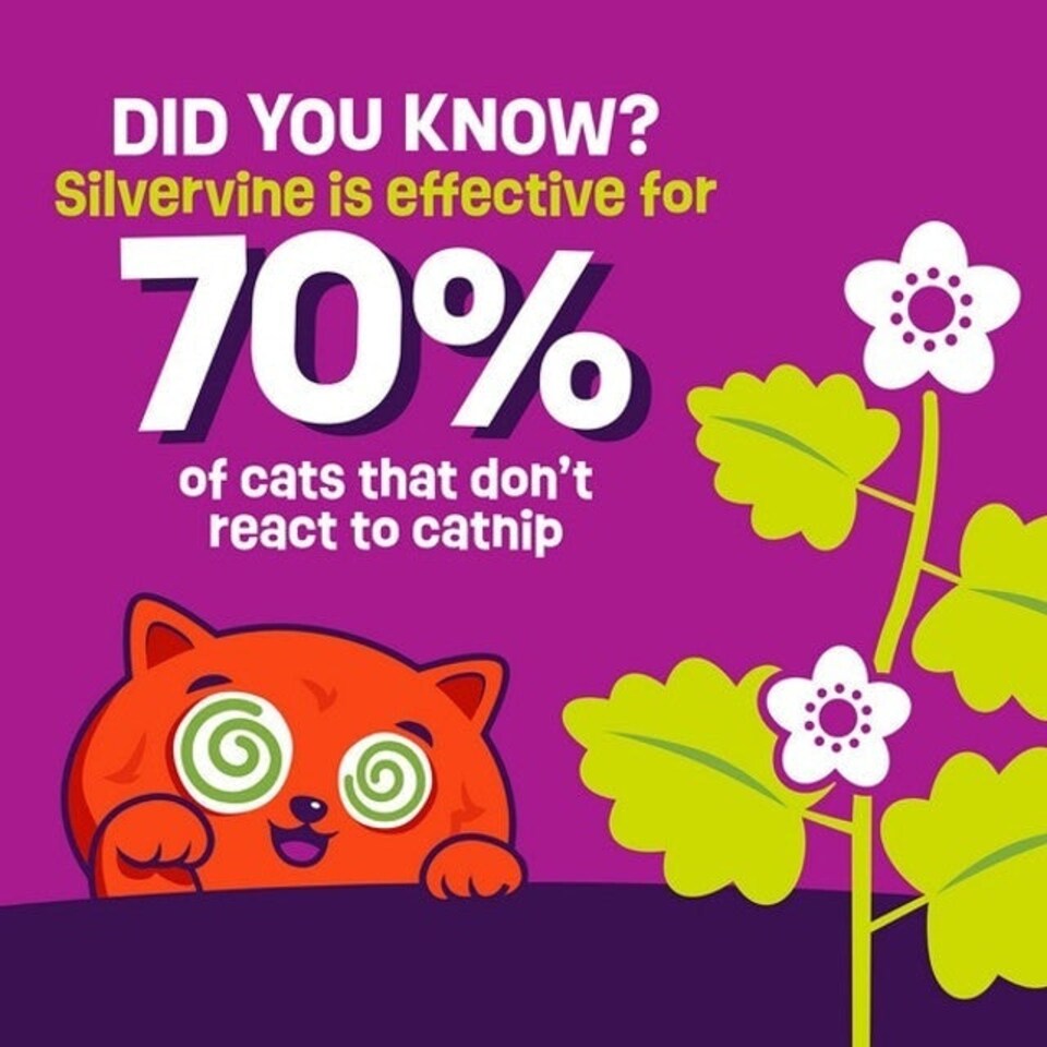 image 1 of Mad Cat Sloth with Silvervine