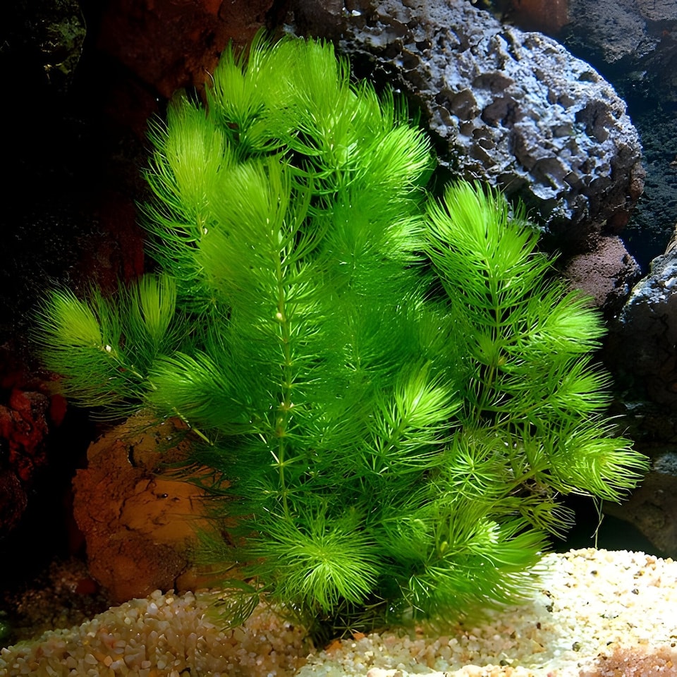 image 1 of Hornwort (Ceratophyllum demersum) - Live Aquarium Plant for Background Planting, Low Light, No CO2 Needed - Fish Tank Plant