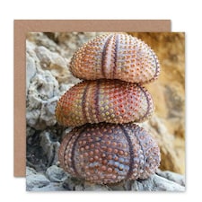 Urchin Shells Stack Zen Nature Photography Art Card