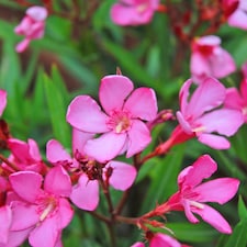 Nerium Oleander Pink 5 Litre Potted Plant x 1