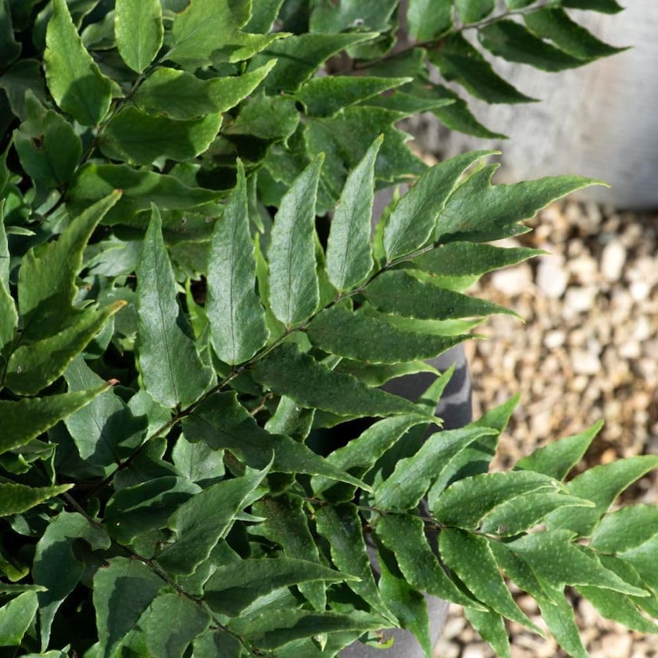 image 1 of Cyrtomium Fortunei Evergreen Hardy Fern Elegant Shuttlecock Fronds RHS Award Winner Shade 1X 1L Pot