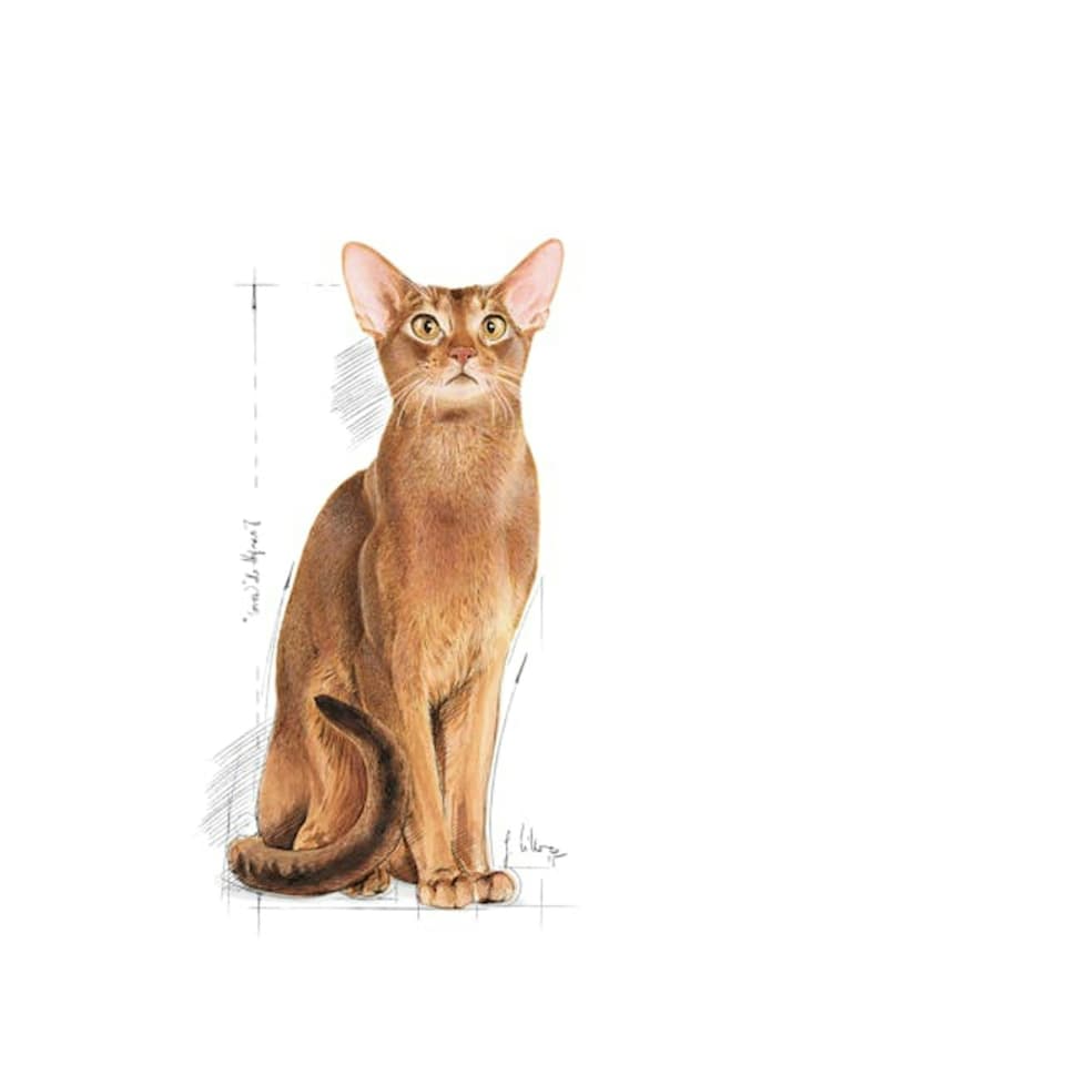 image 1 of Royal Canin Protein Exigent 2KG