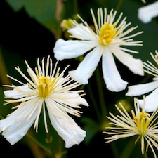 Clematis vitalba Paul Farges 1.7 Litre Potted Plant x 1
