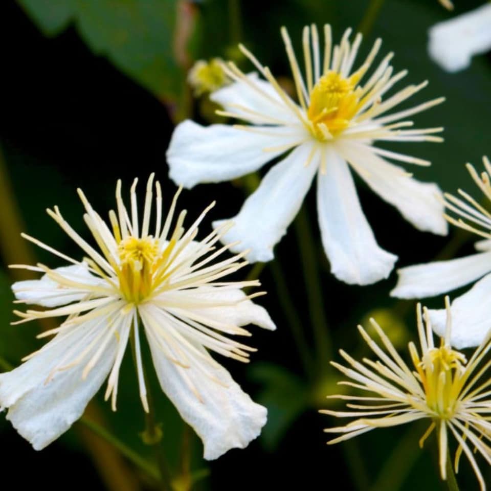 Clematis vitalba Paul Farges 1.7 Litre Potted Plant x 1
