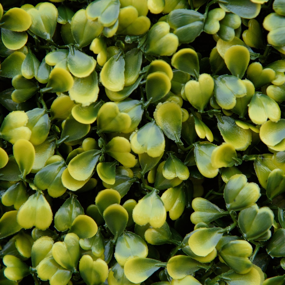 image 1 of Outsunny 12PCS Artificial Boxwood Panel 50cm x 50cm Faux Hedge Greenery Backdrop