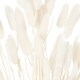 image 2 of Hill Interiors Bunny Tail Dried Flower (Pack of 60) - White - 60cm
